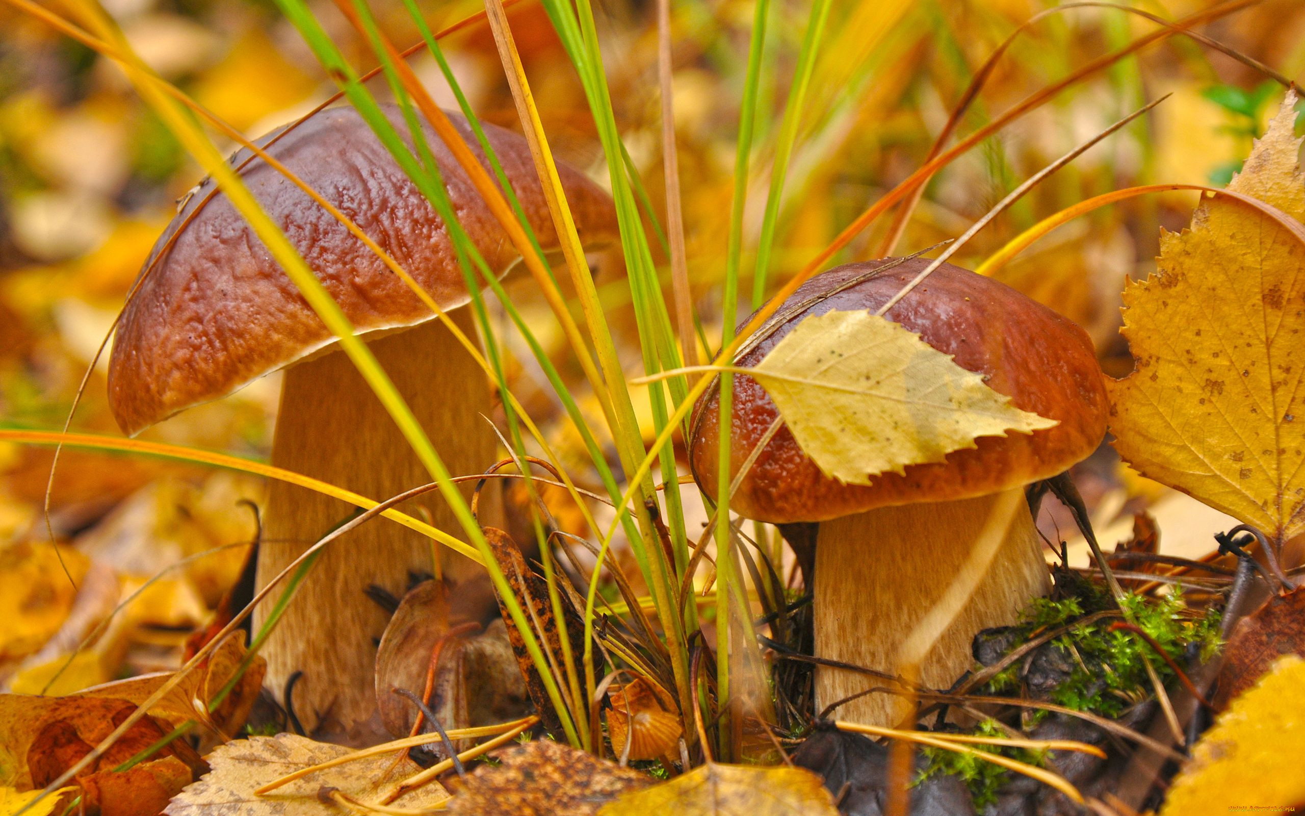 Лето грибами осень плодами. Красивая осень. Осень грибы. Сентябрь природа.